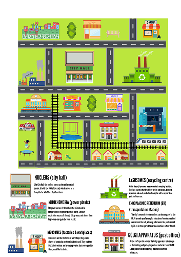Biology Cell Competition