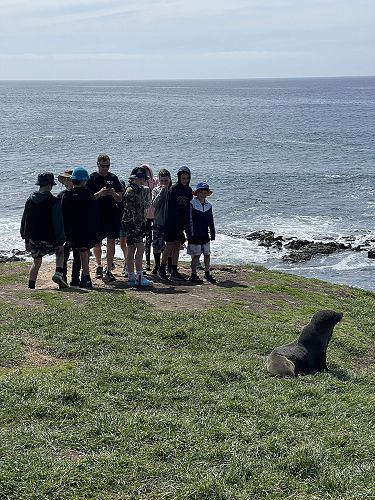 Kia ora fur seal.