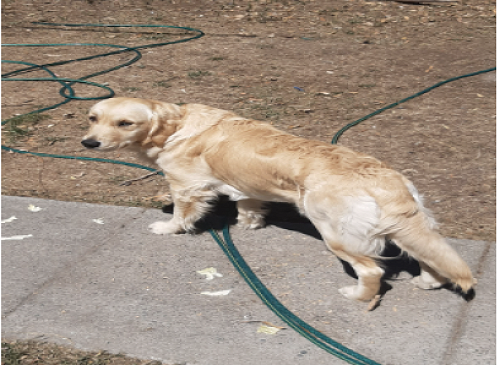 Our Golden Retriever, Nacho 9 months old