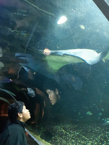 Callan is impressed by the stingray swimming overhead at Kelly Tarlton's Underwater World