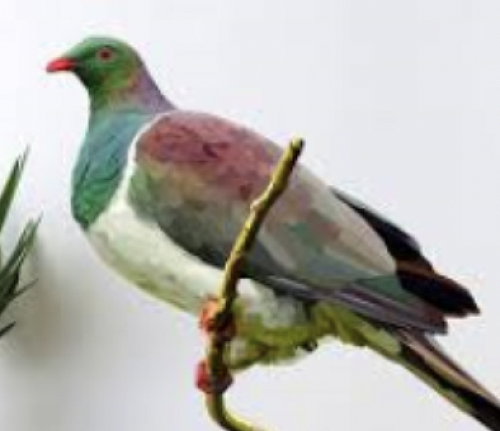 Kererū