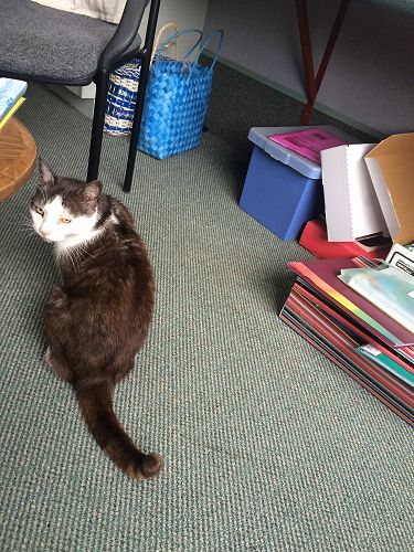 Puss - our school cat