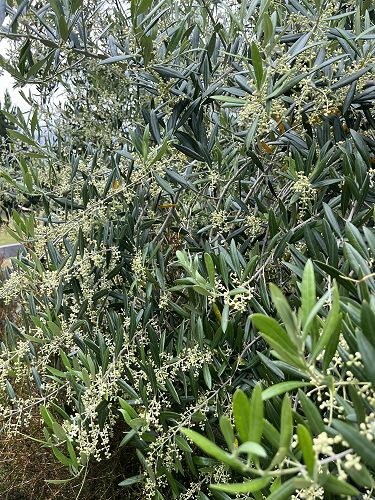 Thousands of flowers coming