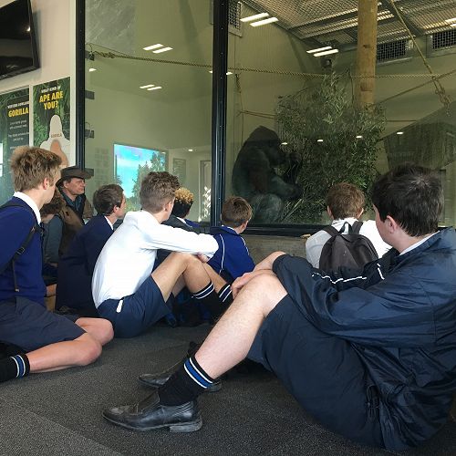 Ape watching!  Year 12 Internal Science
