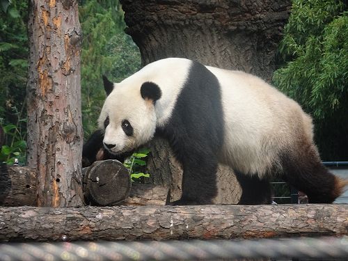 Panda at Beijing Zoo