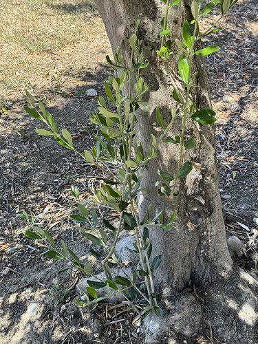 Tree pushing out suckers. These should be removed.