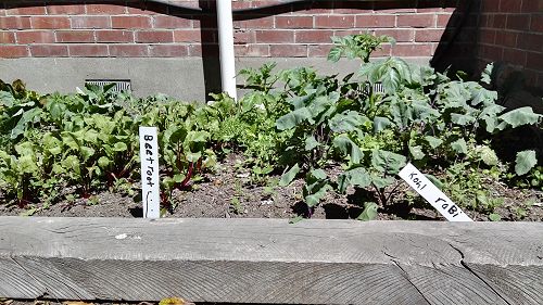 What's Growing in Term 4 2018