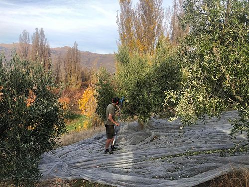 Harvesting olives with mechanical harvester - Steve Morris