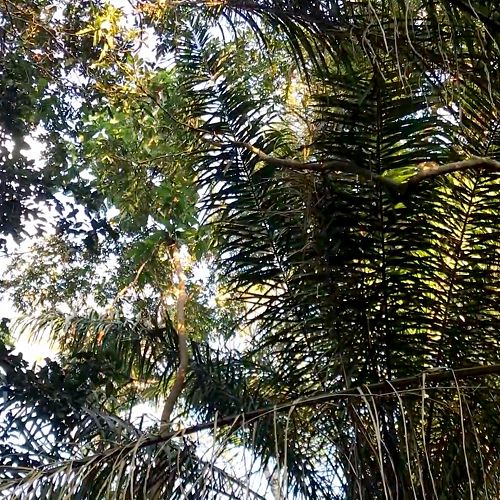 Video: Howler Monkeys — Madidi National Park