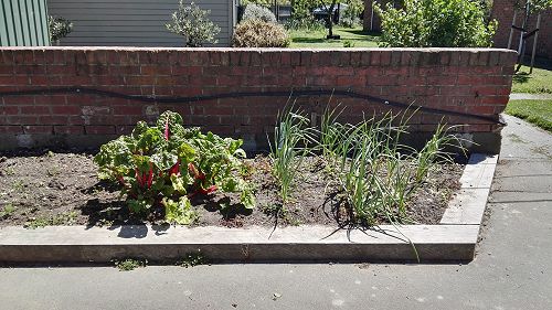 What's Growing in Term 4 2018