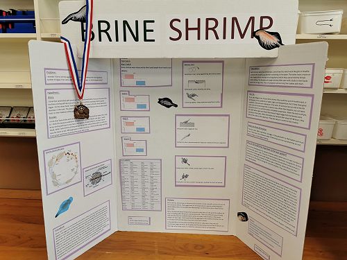 Year 9 Science Fair - 3rd Place