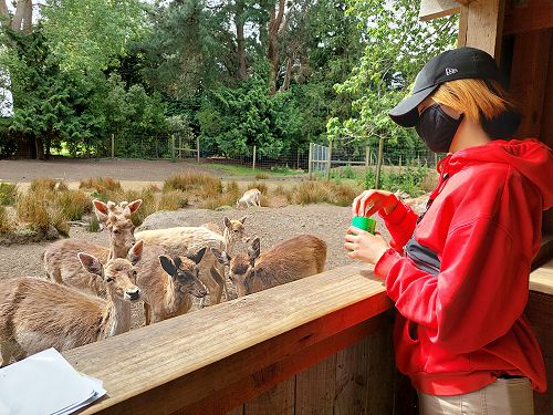 Rivvohntay Deer Feeding