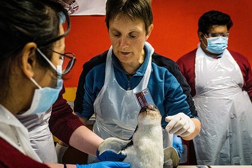 Penguin Dissection in Biology