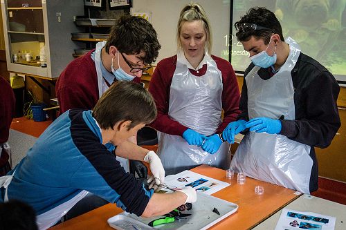 Penguin nasal mite class