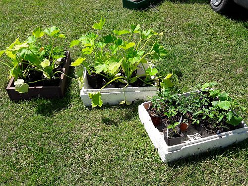 Seedlings on sale with profits going back to the g