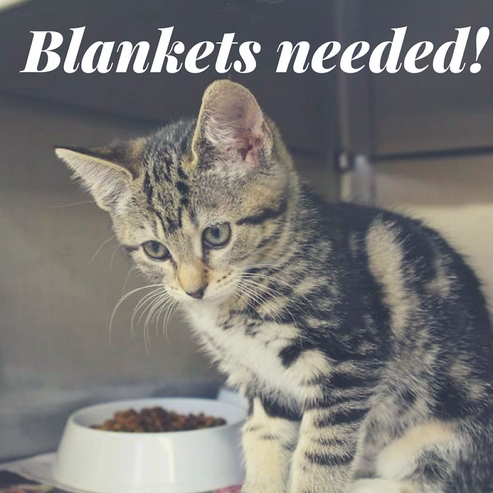 SPCA Blanket Appeal