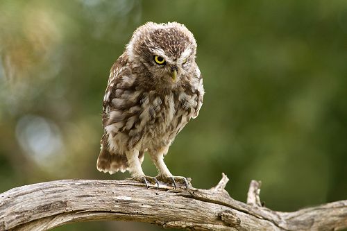 Grumpy Little Owl