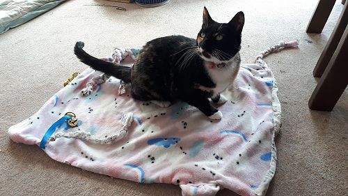 Tiggy loves the new cat blanket, designed and sewn by Bethan Mundy.