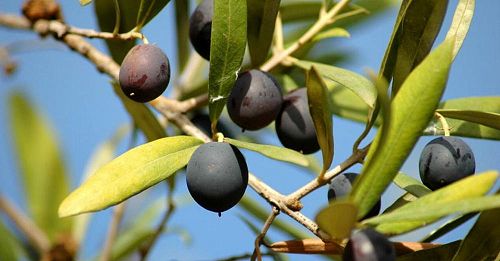 Local olives at full ripeness