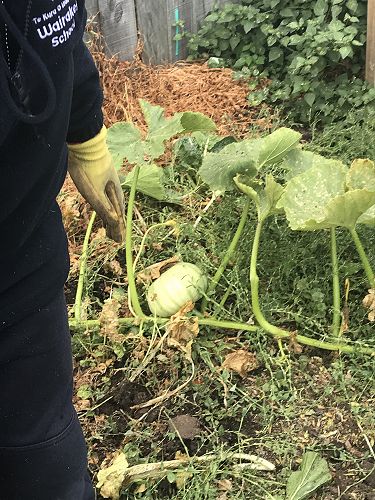 Self-sown pumpkins growing in the garden.