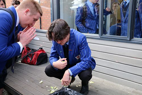 Lettuce Eating - Thomas