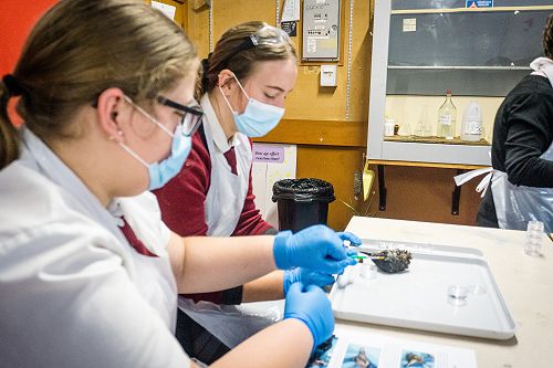 Penguin nasal mite class