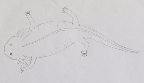 Drawing of Frida from life.