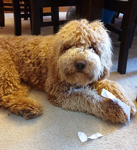 Pet Photo: Junior School 2nd Place - India Allison