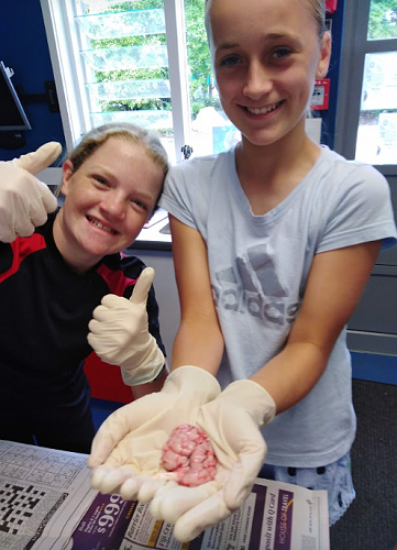 Room 15 - pig brain dissection