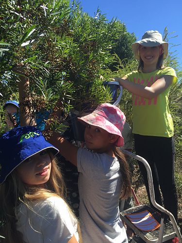 Tane's Ark - Wetland Project 