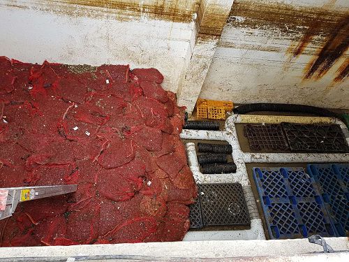 Shell and silt build up