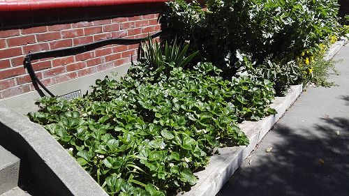 What's Growing in Term 4 2018