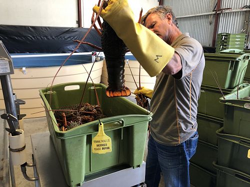 Mark Wheeler checks a landing of packhorse crays in Whitianga.