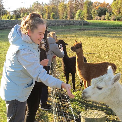 Alpaca mania at the Lavender Farm...