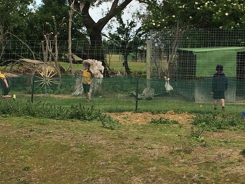 Check out those weird caged animals!
