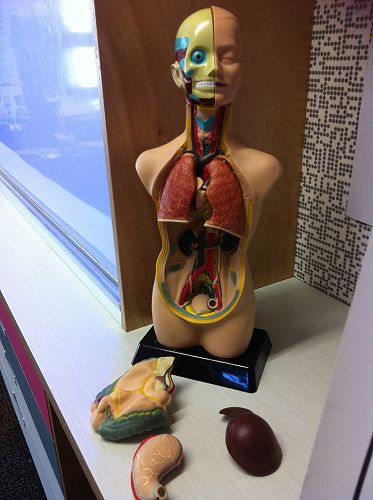 Resource - Body Parts