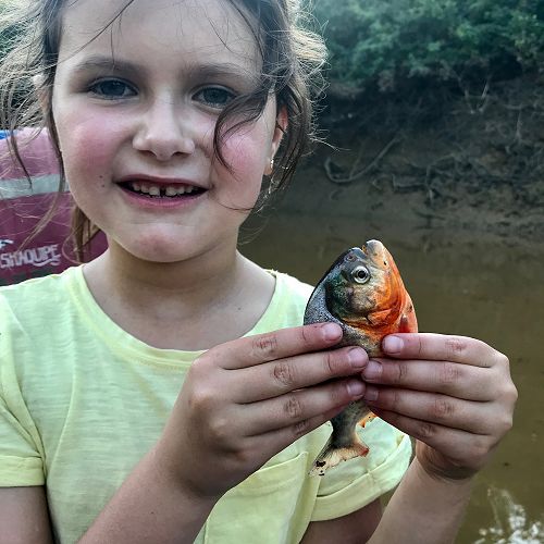 Another red-bellied piranha