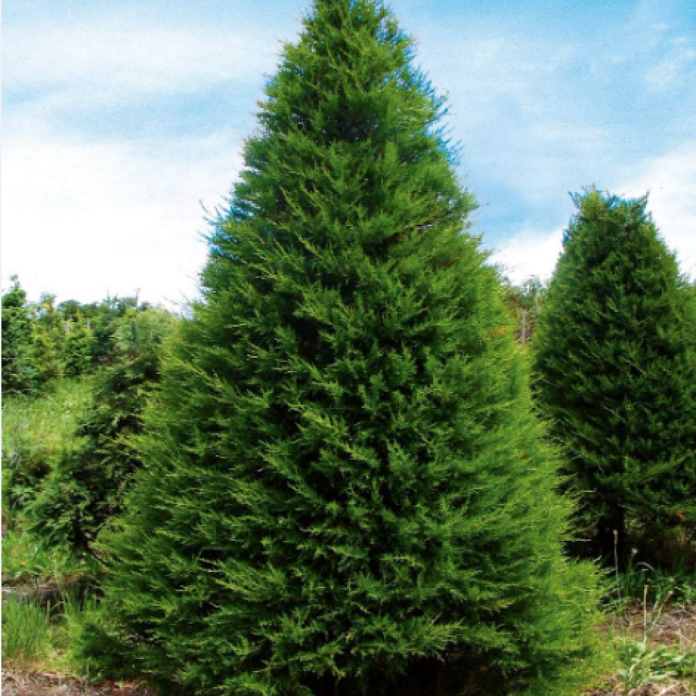 PYO Christmas Trees for Sale! — Kāwerongo/Newsletter - Term 4 Week 5 ...