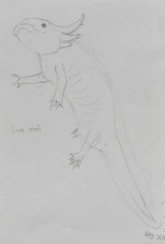 Drawing of Frida from life