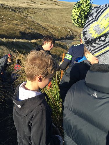Planting for Penguins