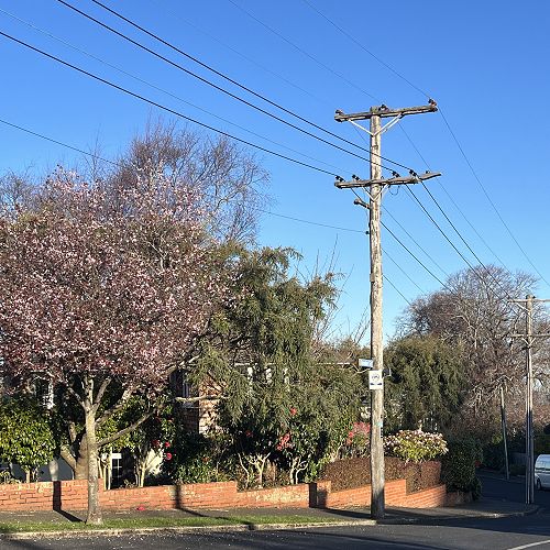 Blossom on Grendon Street