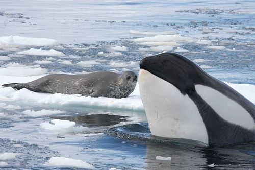Orca and Seal