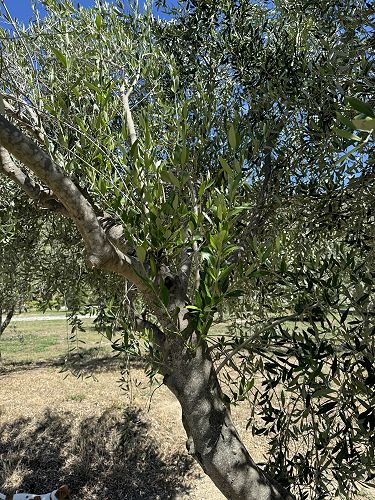 Bushing up the middle of the tree already only with a couple of months growth.