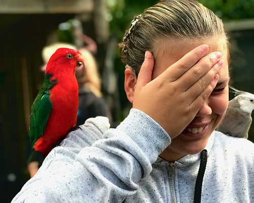 Northland Term One KIT Day Ariana Reti-Warner The Parrot Place