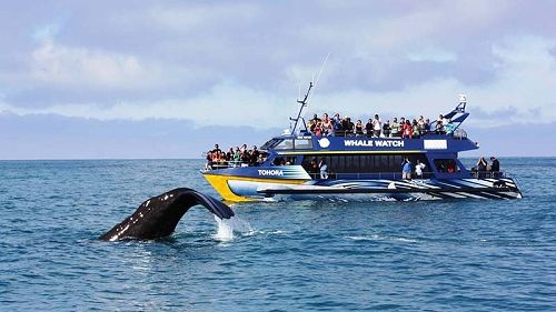 Whale Watch Kaikoura