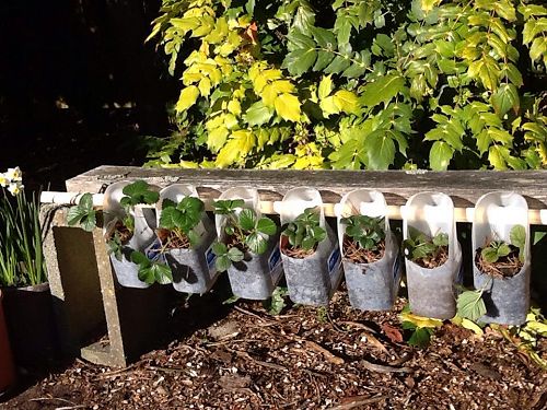 SuperGrans love to show you how to grow vegetables