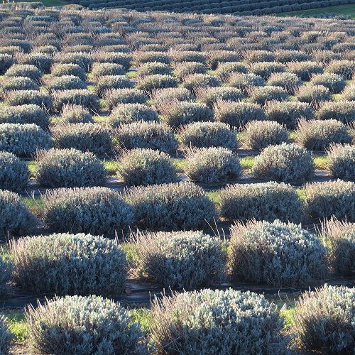 Lavender for Africa!