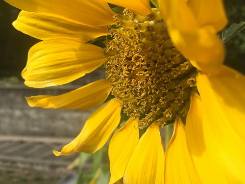 Sunflower, national flower of Ukraine