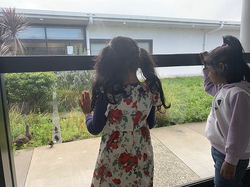 Visiting the baby ducks