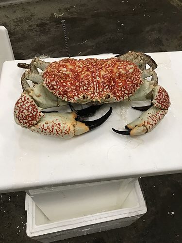 Who wants to tell this Giant Crab to get back in the tank?